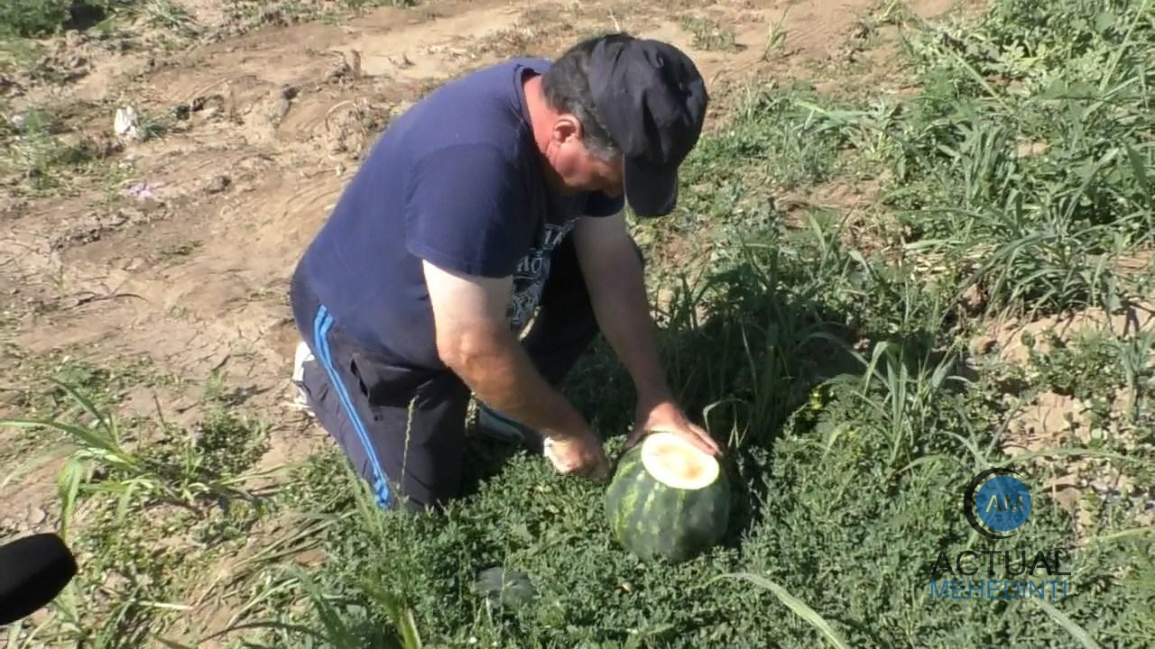 Viceprimarul agricultor din Vrata: „Sufletul meu este în câmp. Funcția este trecătoare.”