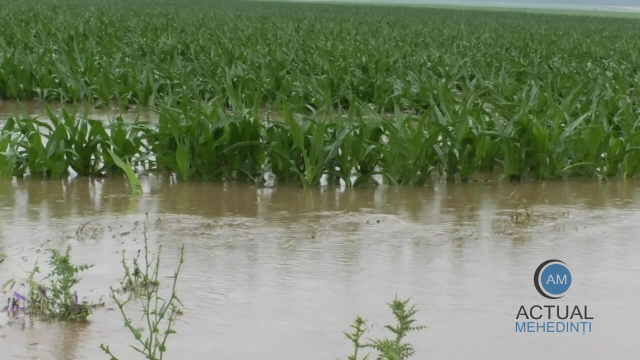 Agricultorii încă așteaptă ajutorul de urgență, promis în urma inundațiilor din lunile mai – iunie. Banii întârzie să apară.