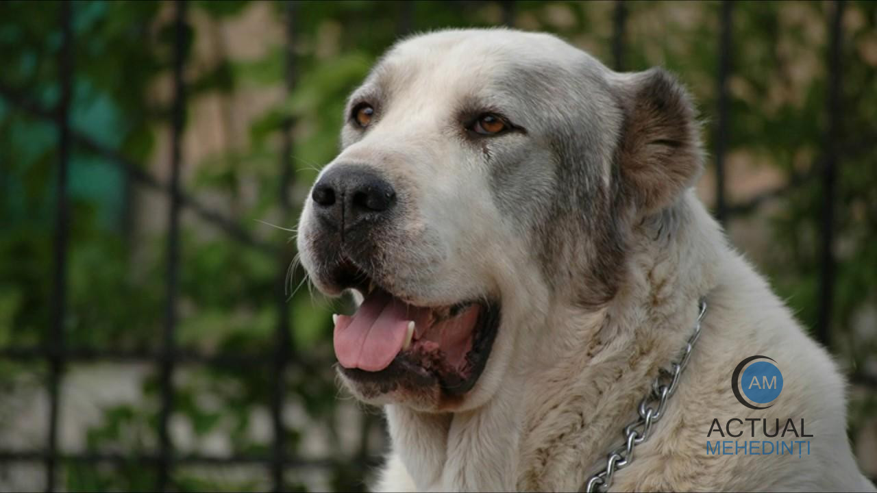 (Video) Percheziții într-o comună din Mehedinți, la persoane care foloseau câini de luptă pentru un campionat ilegal! Proprietarii au efectuat mai multe intervenții chirurgicale asupra animalelor.