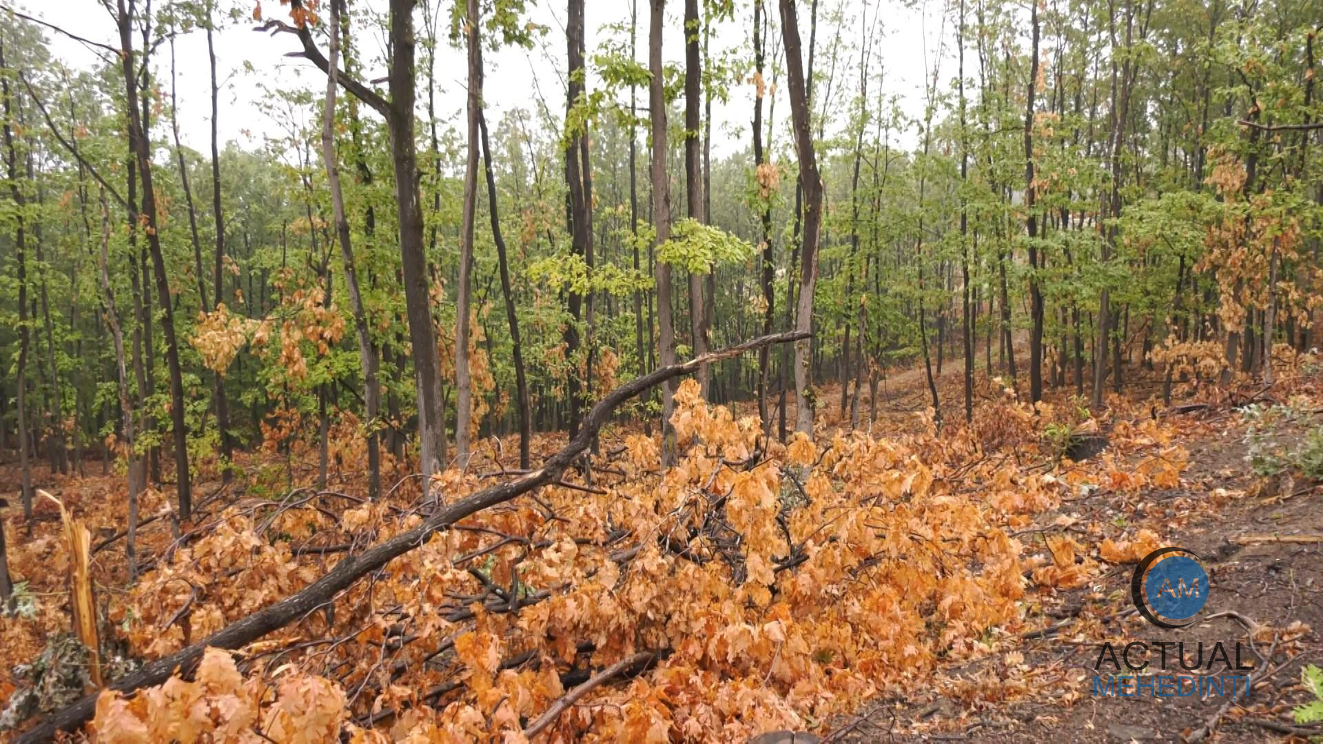 Bătut până la inconștiență, de hoții de lemne! Bărbatul a fost abandonat în pădure, având cuțitul înfipt în braț.