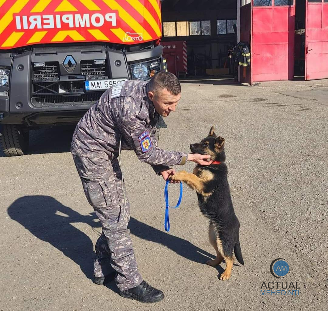 Hera, un ciobănesc german, noul membru al echipei ISU Mehedinți! Cățelușa va salva persoanele prinse sub dărâmături.