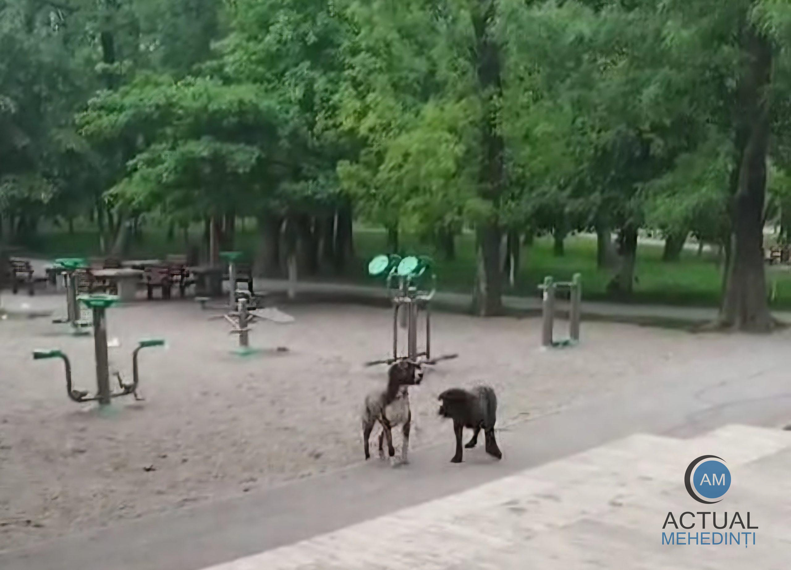 Doi câini Cane Corso, lăsați liberi în pădure! Cetățenii s-au speriat la vederea animalelor.