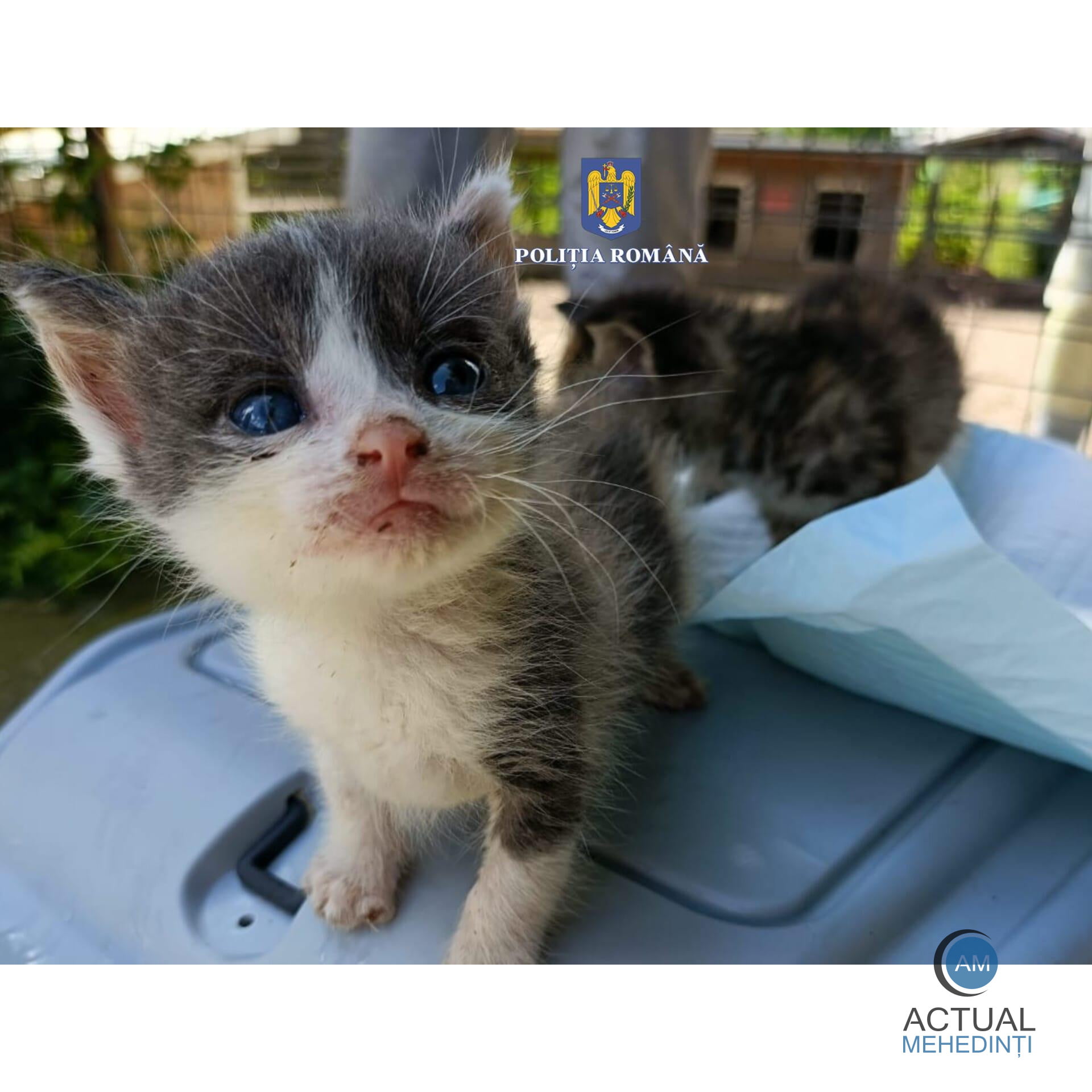 Cinci pui de pisică, abandonați lângă gunoi! Mehedințeanul, amendat de poliție!