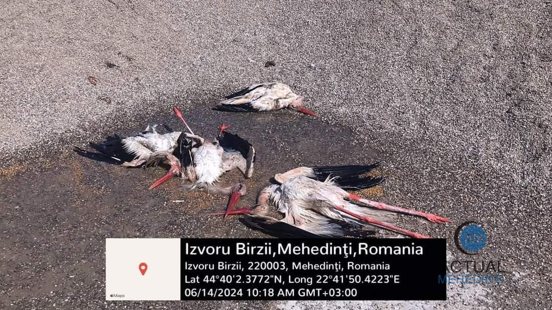 Cinci berze și-au pierdut viața în urma furtunilor de seara trecută. Comisarii Gărzii de Mediu au fost solicitați să intervină.