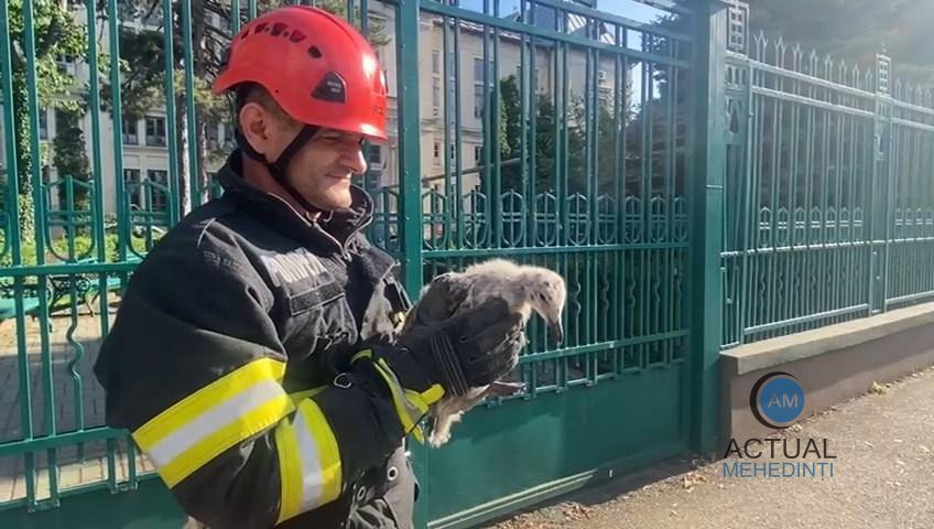 Pescăruș salvat de pompieri, după ce a căzut în curtea Tribunalului! Pompierii l-au dus în cuib.