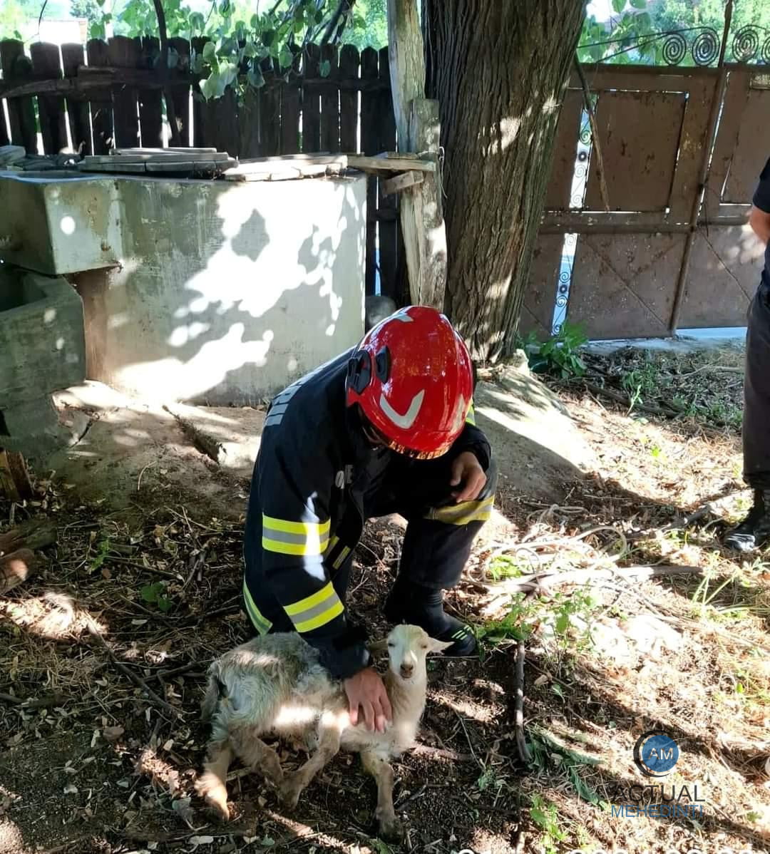 Ied căzut în fântână, salvat de pompieri!