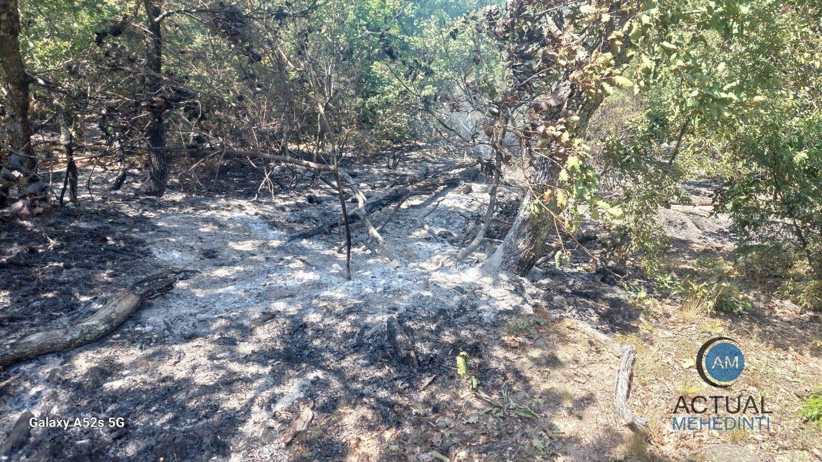 Incendiu extins pe hectare întregi, în Svinița! Flăcările au mistuit o arie protejată.