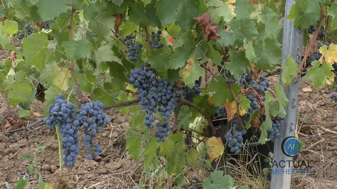 Struguri mai puțini, dar vin mai bun! Anul acesta, producția de vin va fi scăzută, dar calitativă.