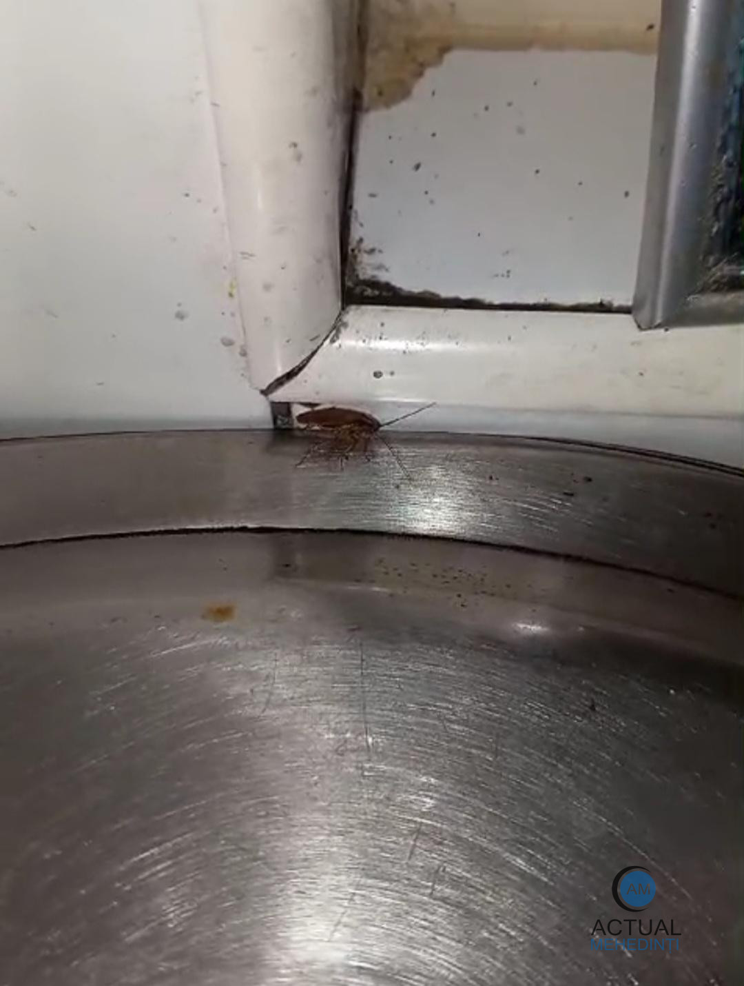 Societatea care livra mâncare la spital, închisă de Protecția Consumatorilor! Au fost găsiți gândaci în bucătărie.
