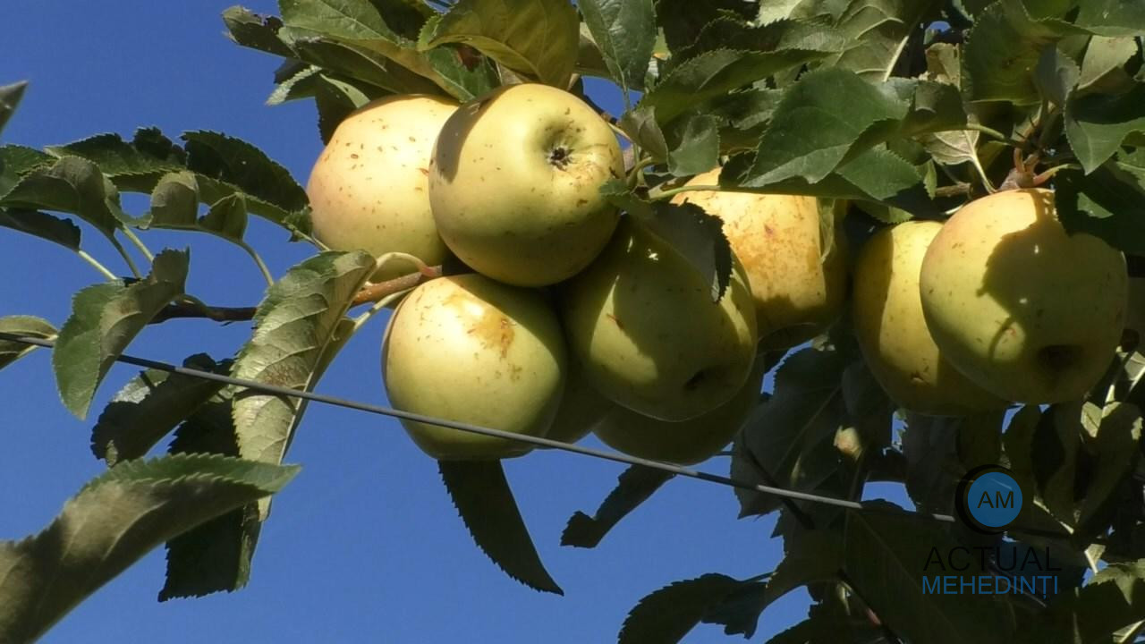 Producția de mere a scăzut. Fructe mai puține și calitate diminuată!