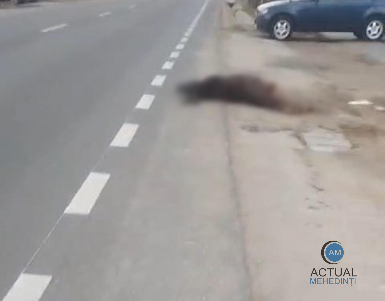 Animal lovit de autoturism, lăsat pe marginea carosabilului mai bine de 24 de ore!