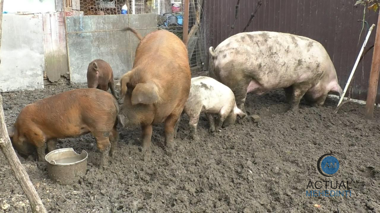 Reguli pentru sacrificarea porcului în gospodărie! Tăierea porcului fără asomare, pedepsită prin lege!
