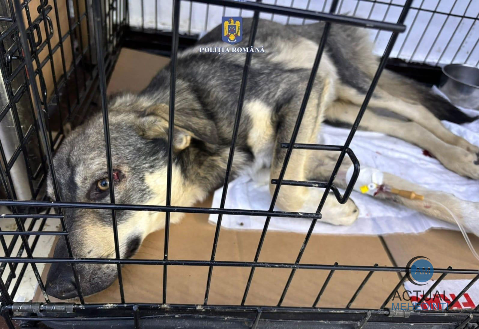 Animăluț rănit, salvat de polițiștii Biroului de Protecție a Animalelor!