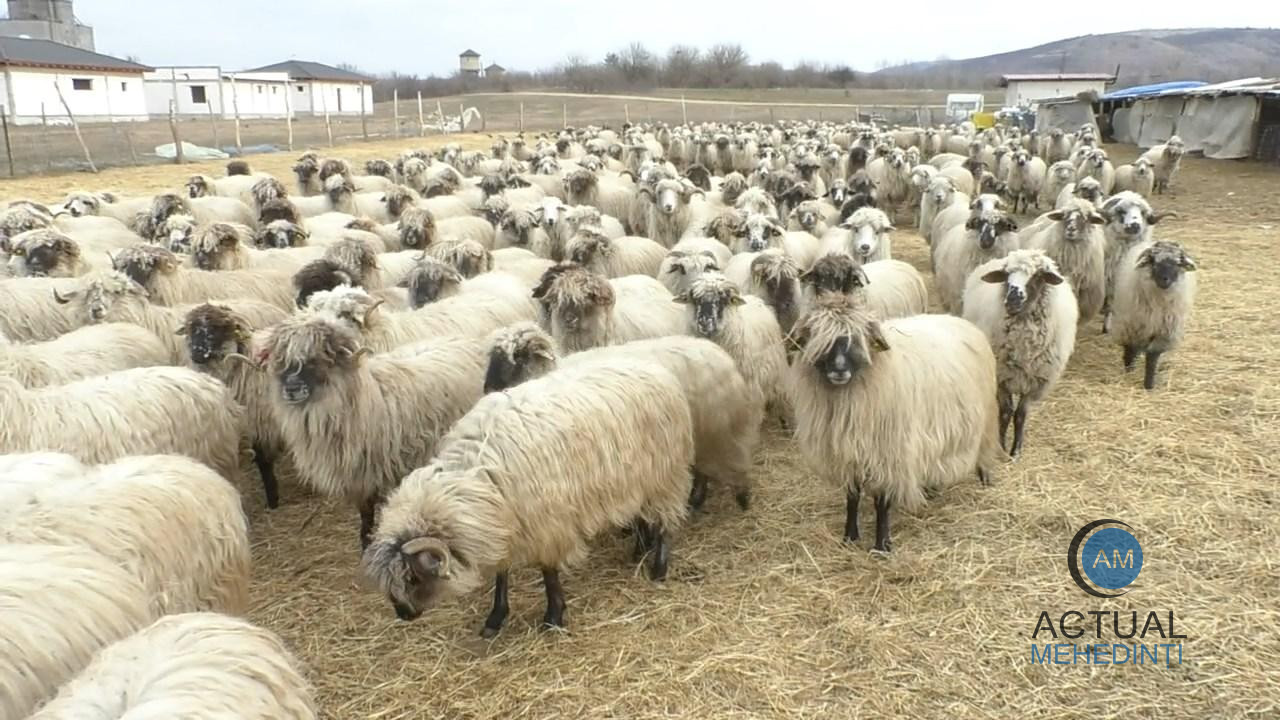 Ciobanii se pregătesc pentru Paște. Miei mai puțini, dar mai mari! Cât va costa un kilogram de carne de miel, anul acesta?