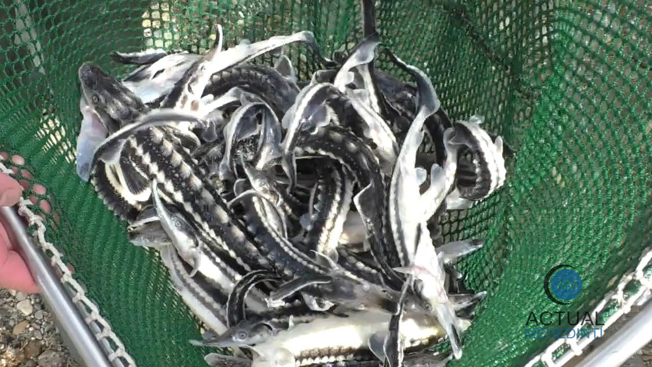Peste o mie de sturioni microcipați au fost eliberați în portul Gruia. Dunărea este repopulată cu speciile deficitare.