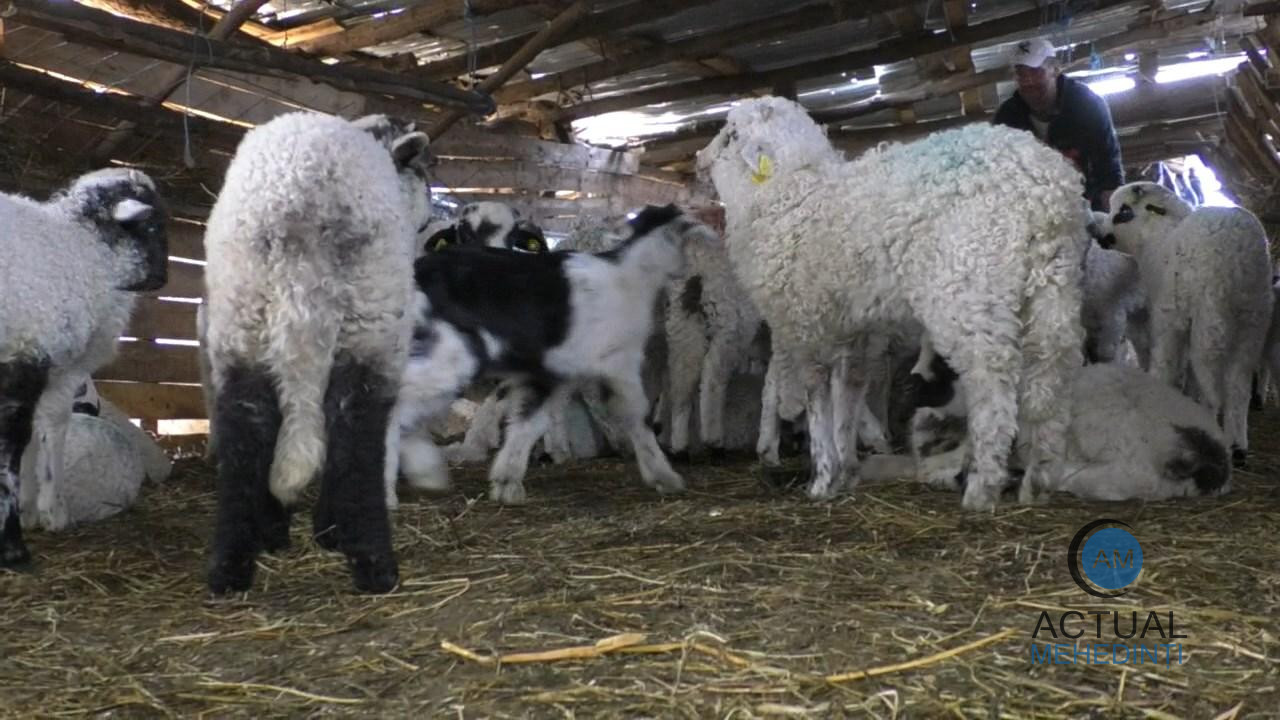 Exportul de miei, interzis către Europa! Târgurile din care pot cumpăra mehedințenii carne de miel pentru masa de Paște!