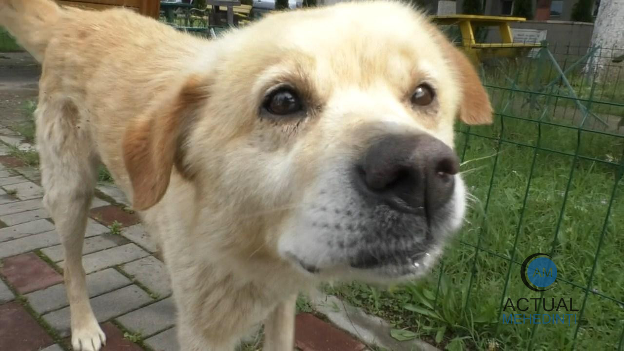 Anchetă în urma decesului copilei mușcate de câine! Animalul a fost ridicat din curtea în care s-a produs tragedia.