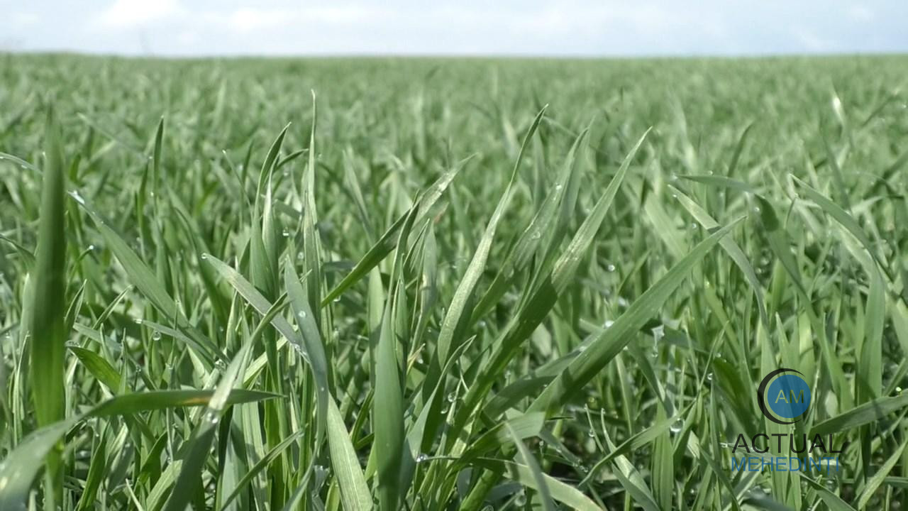Ploile din ultimele zile salvează culturile agricole de toamnă. Grâul și-a revenit după iarna secetoasă.