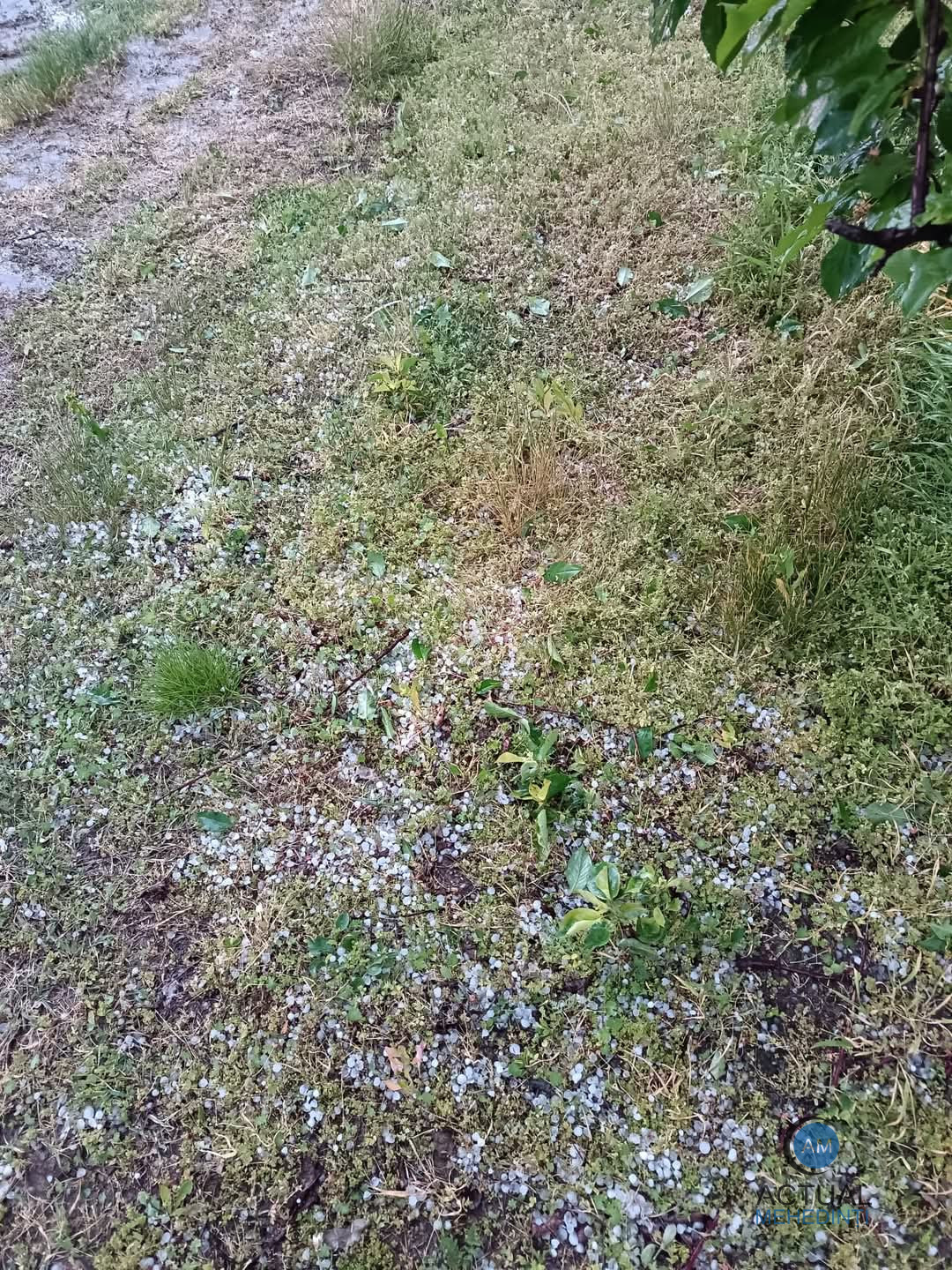 Plantații de pomi, lovite de grindină!