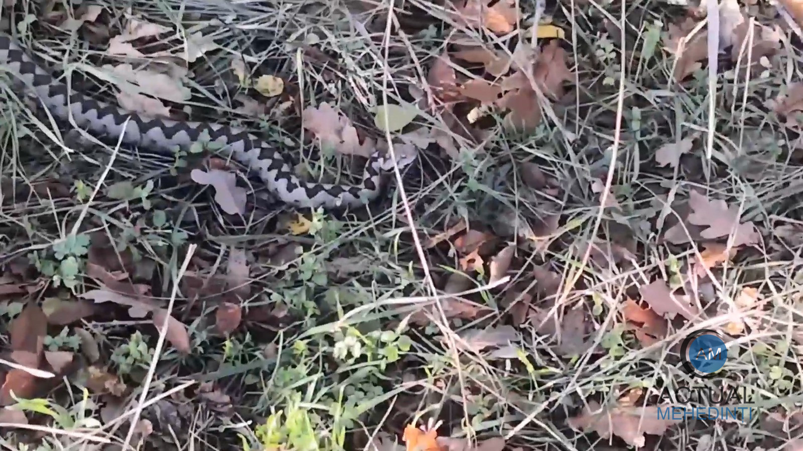 Vipera cu corn și-a făcut apariția în Clisura Dunării. Spitalele au refăcut stocurile de ser antiviperin.