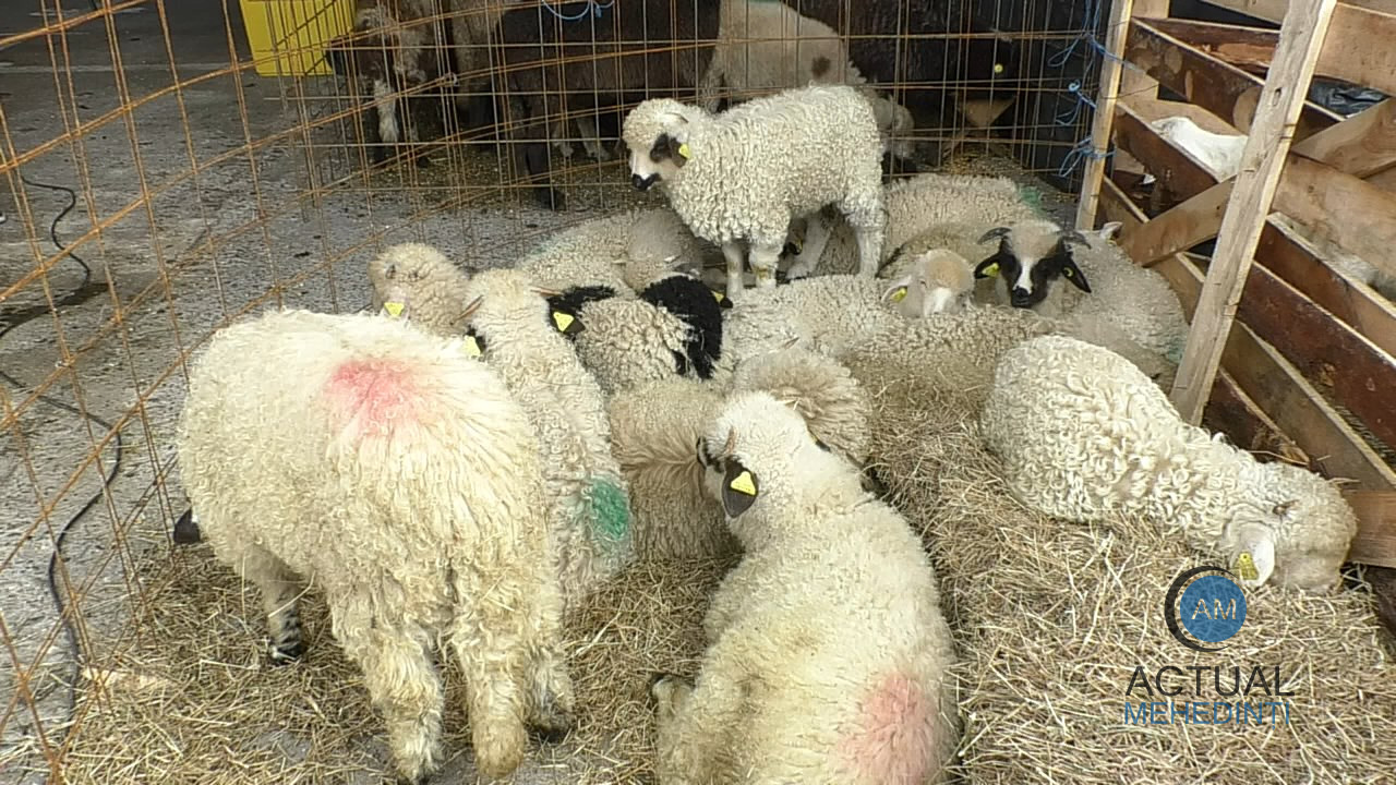 Forfotă în târgul de miei: cerere ridicată, deși crescătorii țin la preț!