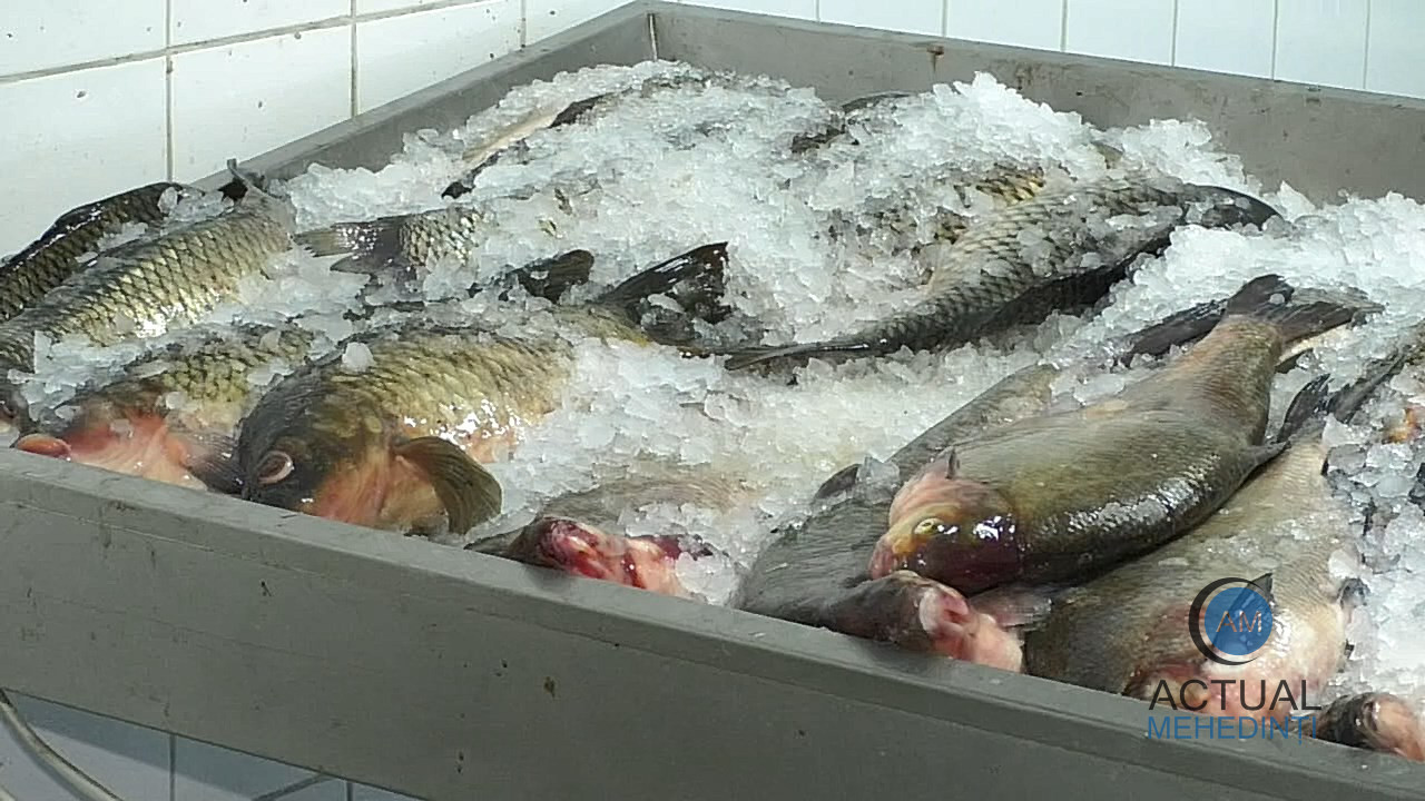 Peștele, la mare căutare, de Florii! Vânzări mai mari decât anul trecut, în pescăriile din Severin!