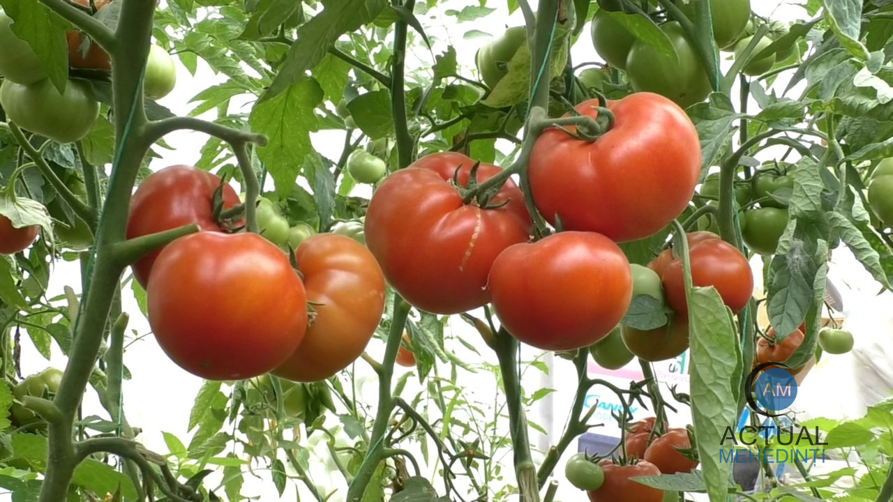 Producător de legume din Mehedinți: „Sunt mulți bișnițari care scot profit mare. Este diferență mare de preț între producători și bișnițari”