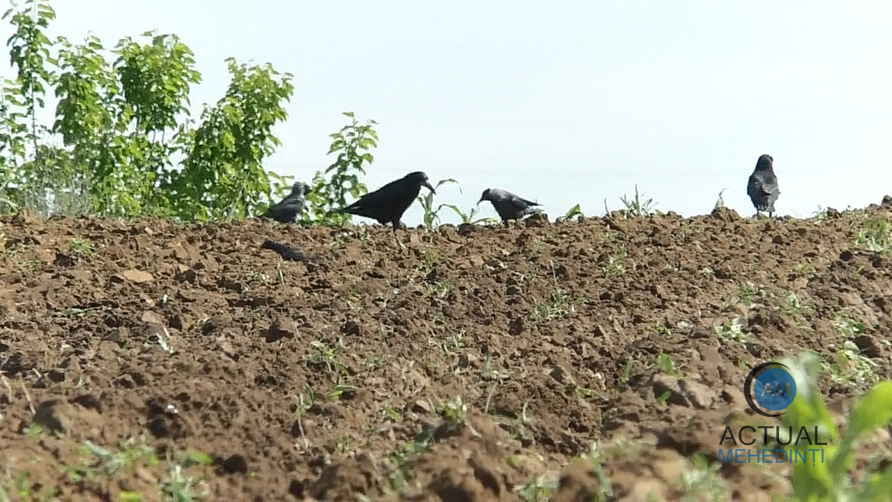 Ciorile fac prăpăd în agricultură. Fermierii din județ „întorc” culturile de primăvară.