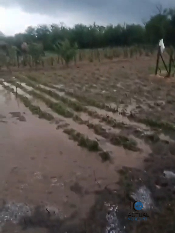 Grindina și ploile torențiale au distrus grădinile și culturile agricole.
