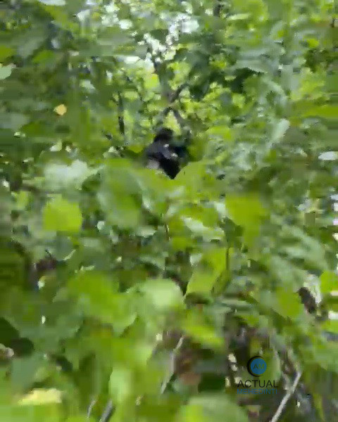Pui de corb, rănit, găsit de elevi, în curtea unei școli! Aceștia au alertat autoritățile.