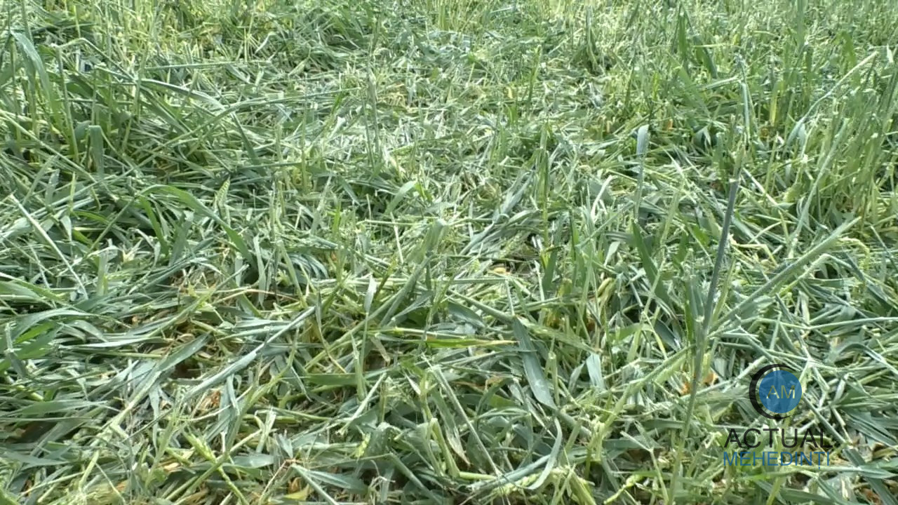 Culturile agricole, din Burila Mare, distruse de grindină: fermieri disperați în fața urgiei naturii! Sistemul antigrindină, oprit, oficial, la nivel național!