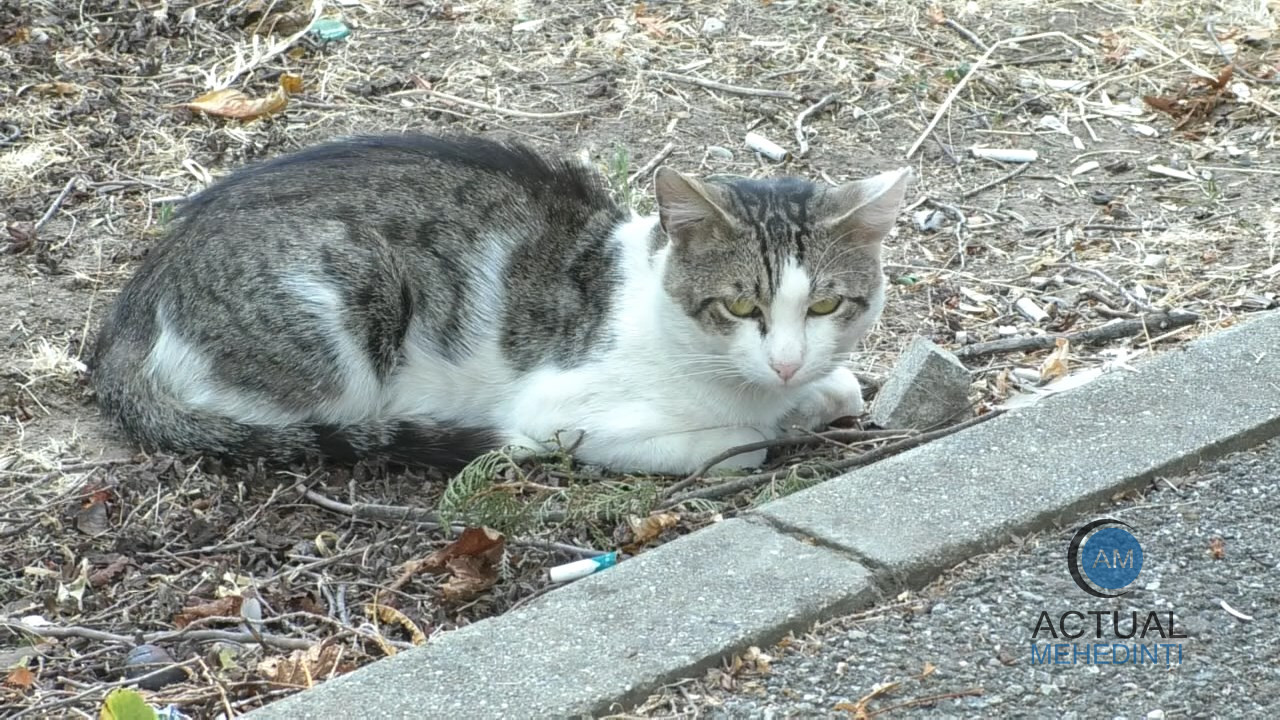 Canicula afectează animalele de companie. Recomandările specialiștilor!