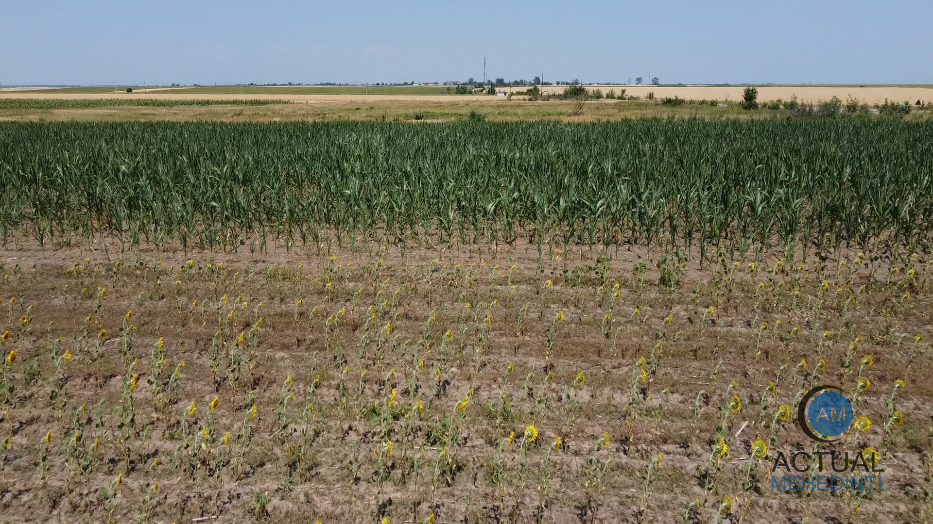 Culturile agricole, pârjolite! Fermierii spun că au muncit degeaba: „Codul roșu de caniculă înseamnă sfârșitul plantelor”
