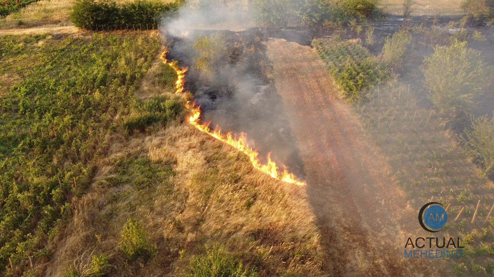 Incendiul din Gârla Mare: au ars 150 de hectare, o anexă și un saivan. Focul s-a extins din cauza vântului.
