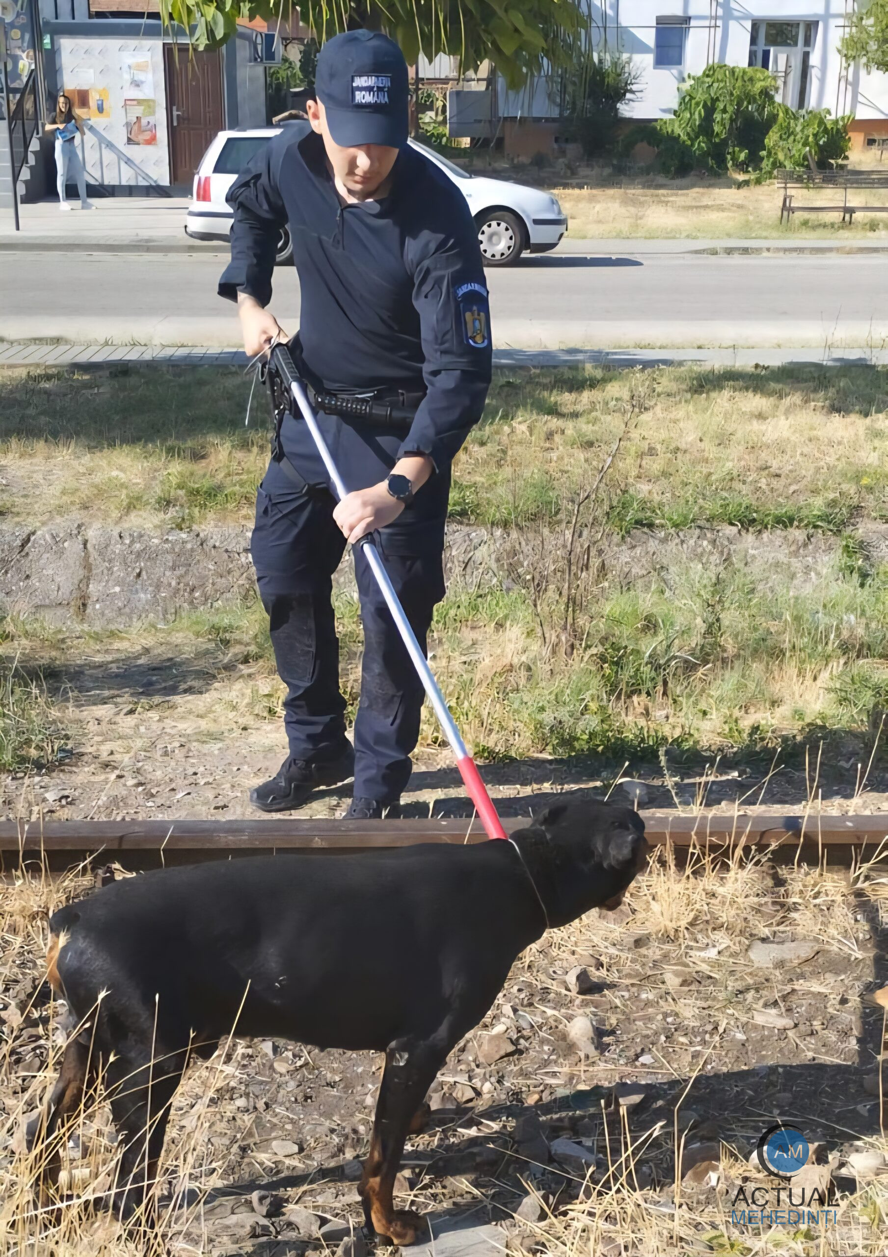 Câine din rasa Dobermann, ridicat de jandarmi! Animalul era lăsat liber în zona unor blocuri.