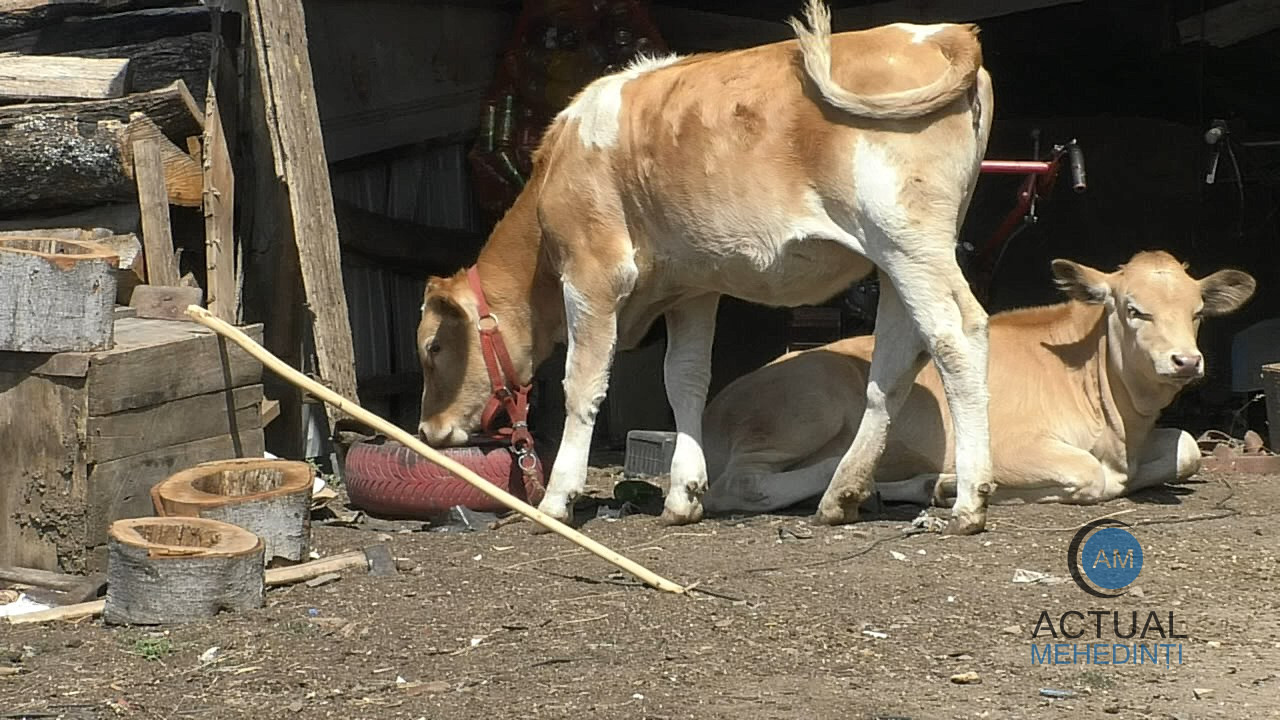 Sate fără apă: seceta afectează gospodăriile. Fântânile au secat, iar animalele nu au apă și hrană pe câmp.